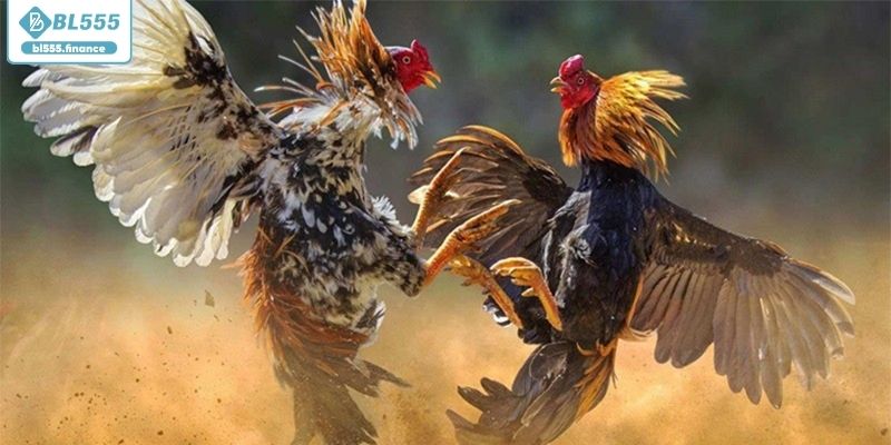 Đa dạng trong hình thức thi đấu đá gà philippine