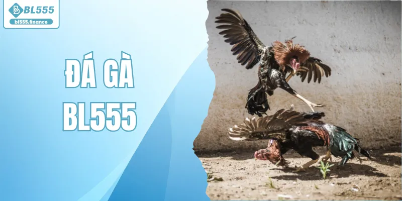 Đá Gà BL555 - Chinh Phục Đỉnh Cao Giải Trí Cùng Siêu Phẩm