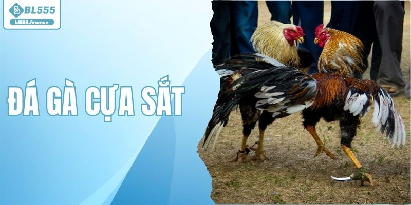 Đá Gà Cựa Sắt - Xem Trực Tiếp Thomo Campuchia Hôm Nay