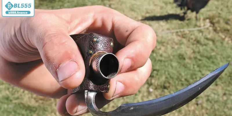 Hình thức cá cược ấn tượng hấp dẫn