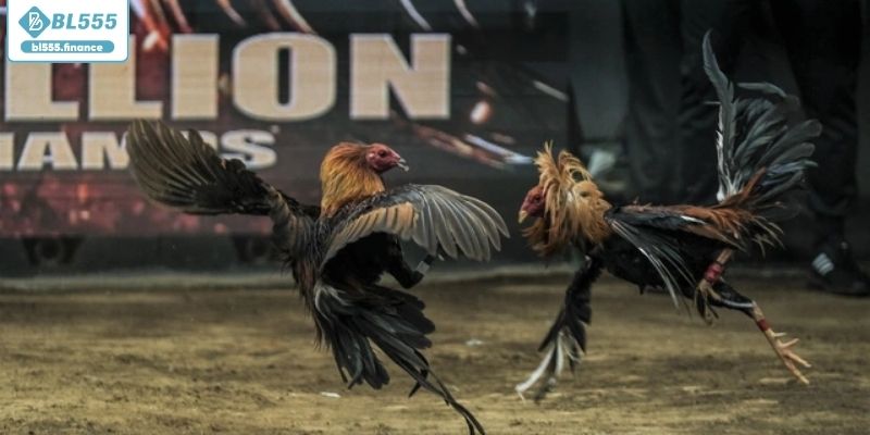 Khám phá các giống gà chiến chất lượng cao