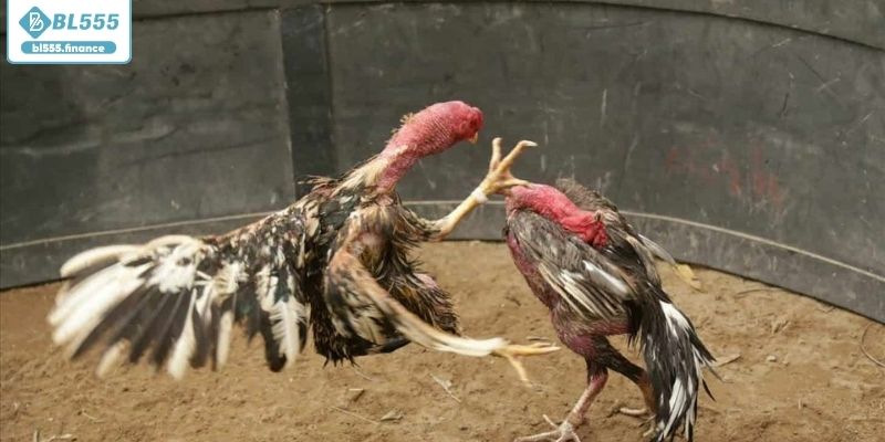 Lịch sử đá gà Philippines qua các thời kỳ