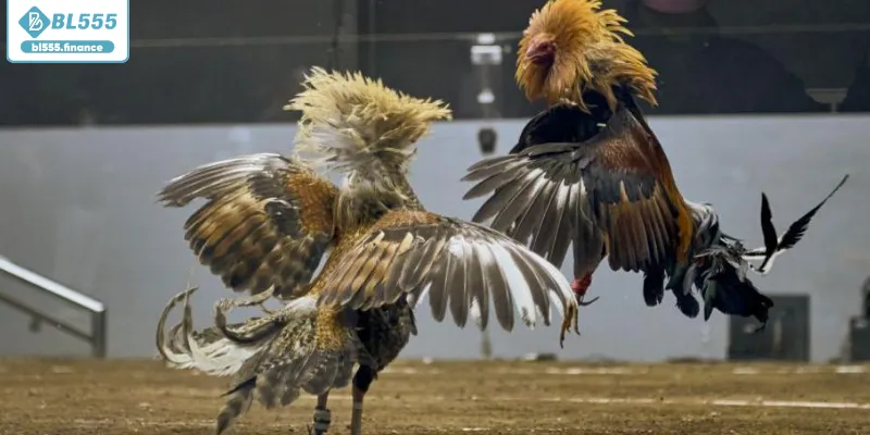 Trận đấu chiến kê kịch tính vô cùng hấp dẫn