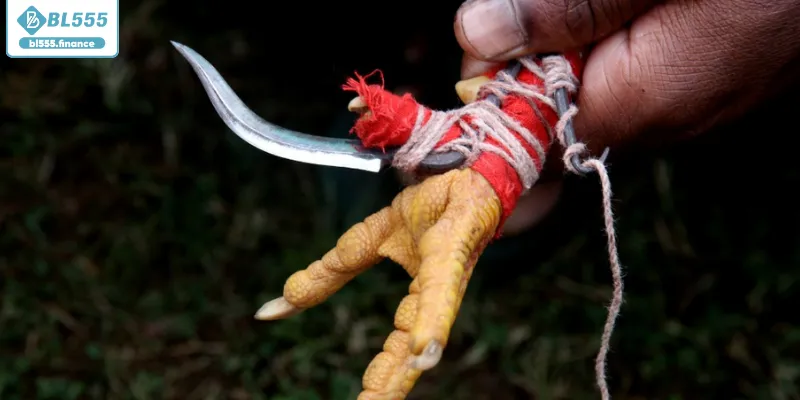 Trận đấu chiến kê kịch tính với vũ khí khủng