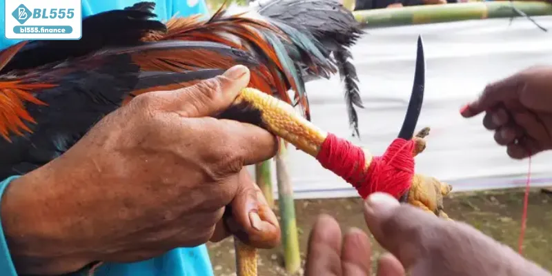 Tuyệt chiêu soi kèo gà cựa dao mang lại chiến thắng